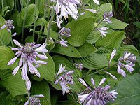 Hyacinthina Fortunei