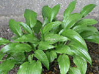 hosta lancifolia