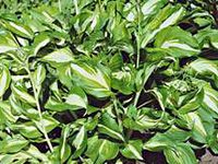 hosta undulata variegata